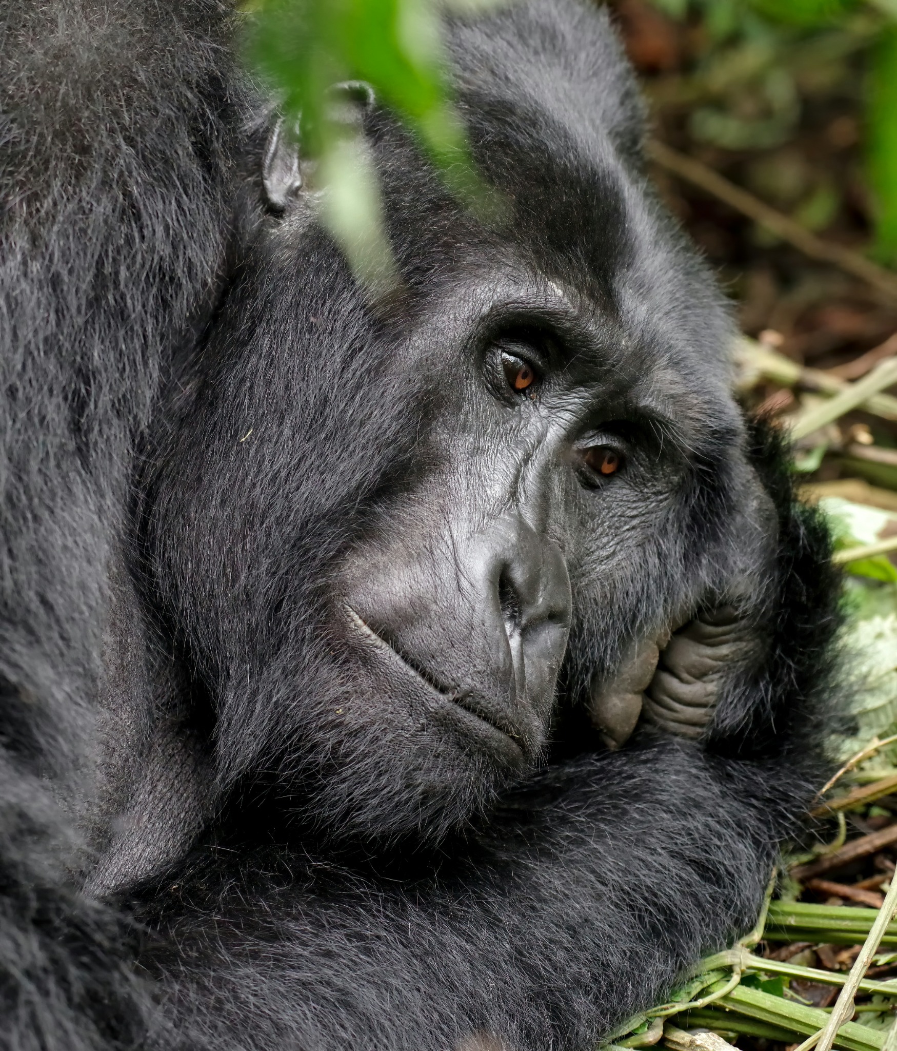 Gorilla in Rwanda