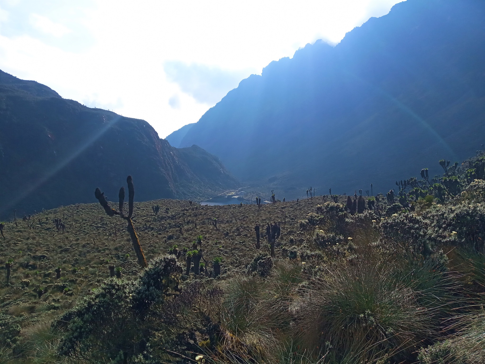 Rwenzori vegetation