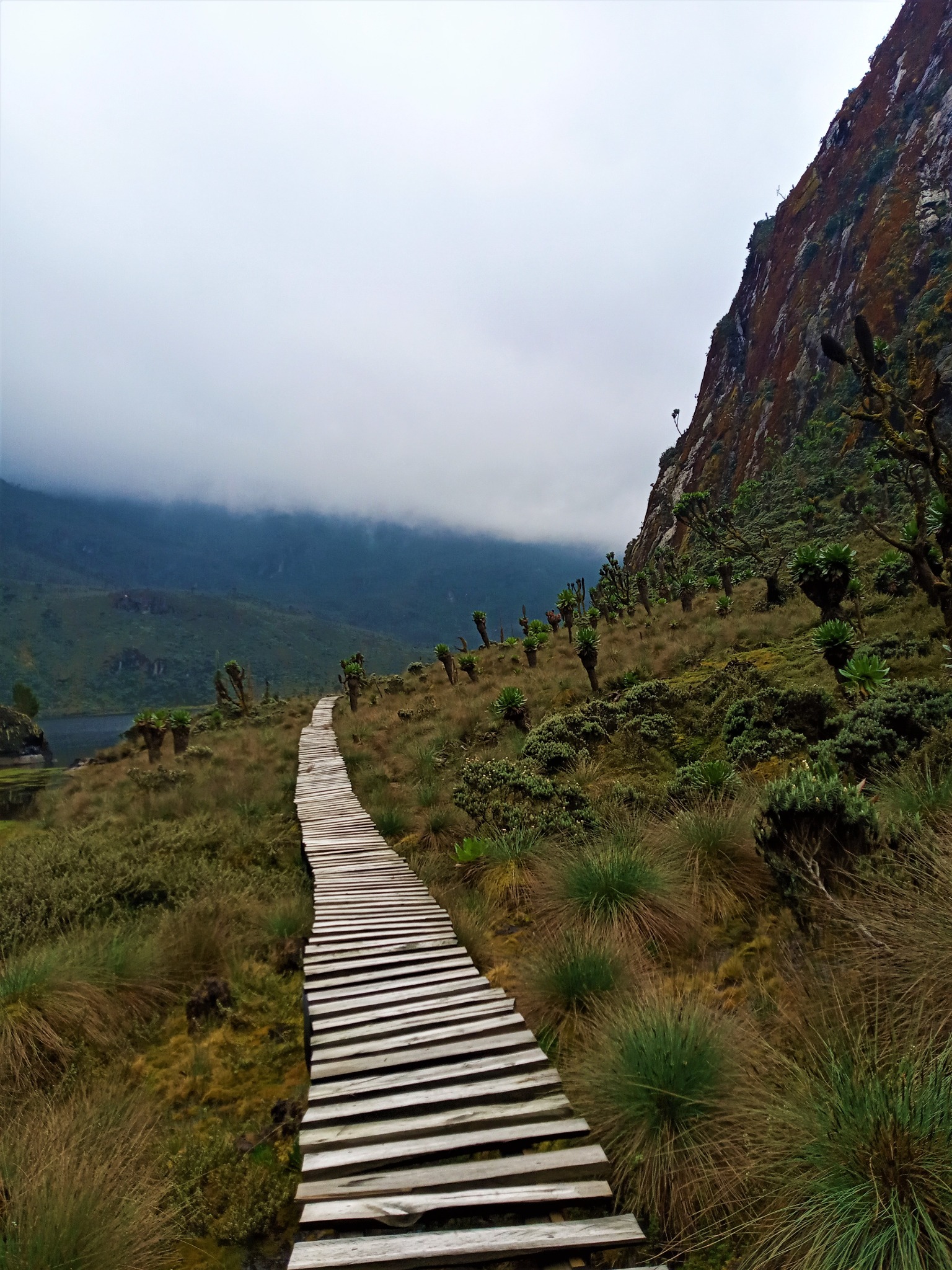 Rwenzori pathway